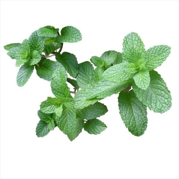 Spearmint Tea Moztea.shop